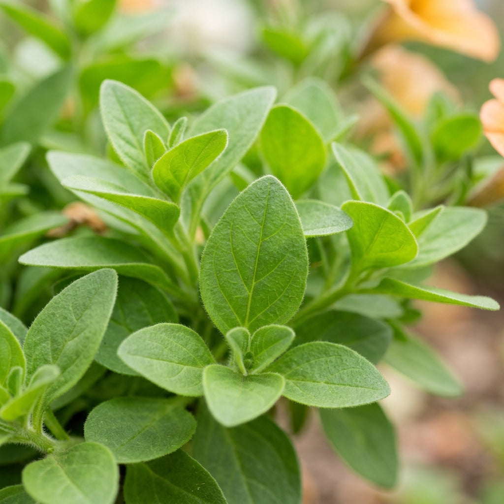 Apricot Petunia Flower Seeds For Planting