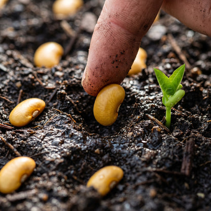 Arikara Yellow Bean Seeds for Planting