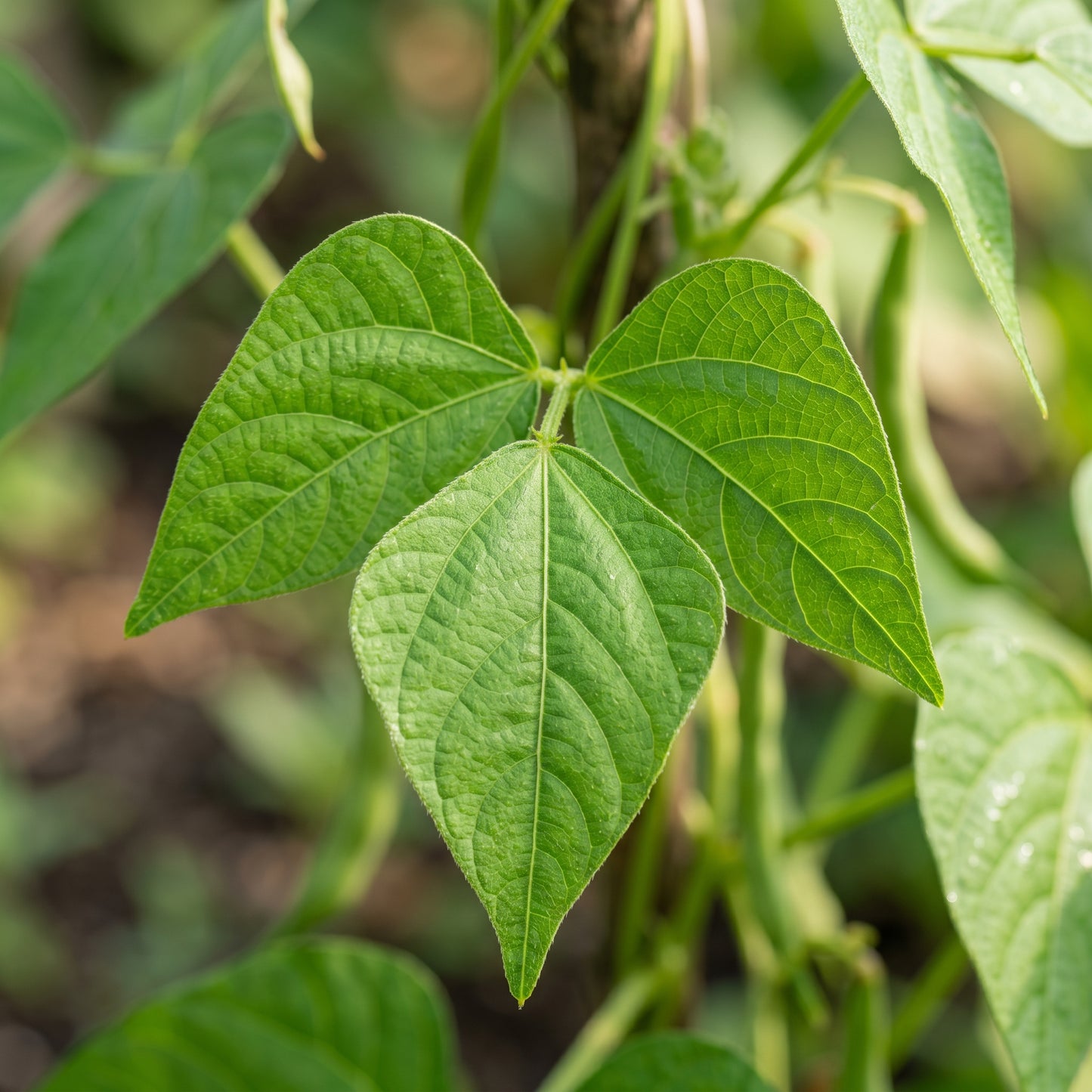 Arikara Yellow Bean Seeds for Planting