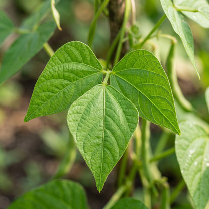 Arikara Yellow Bean Seeds for Planting