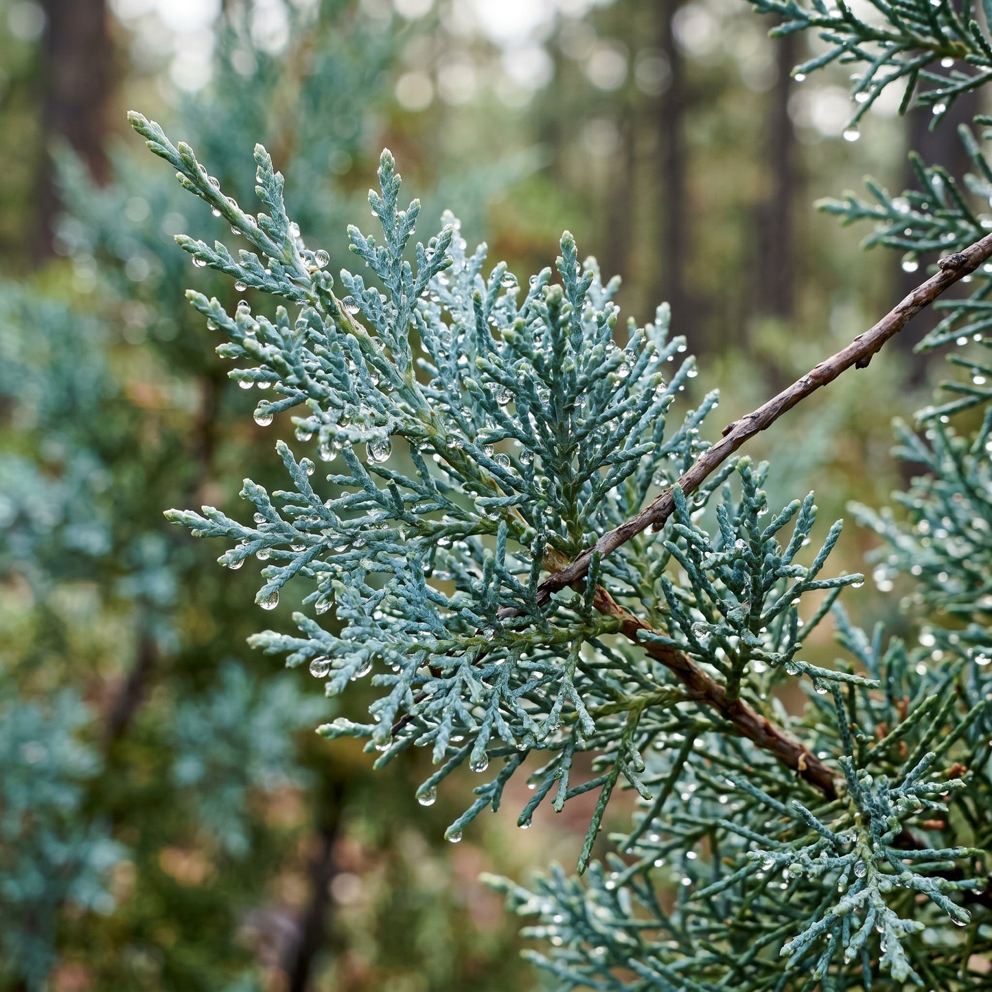 Arizona Cypress Tree Seeds Green Garden Planting