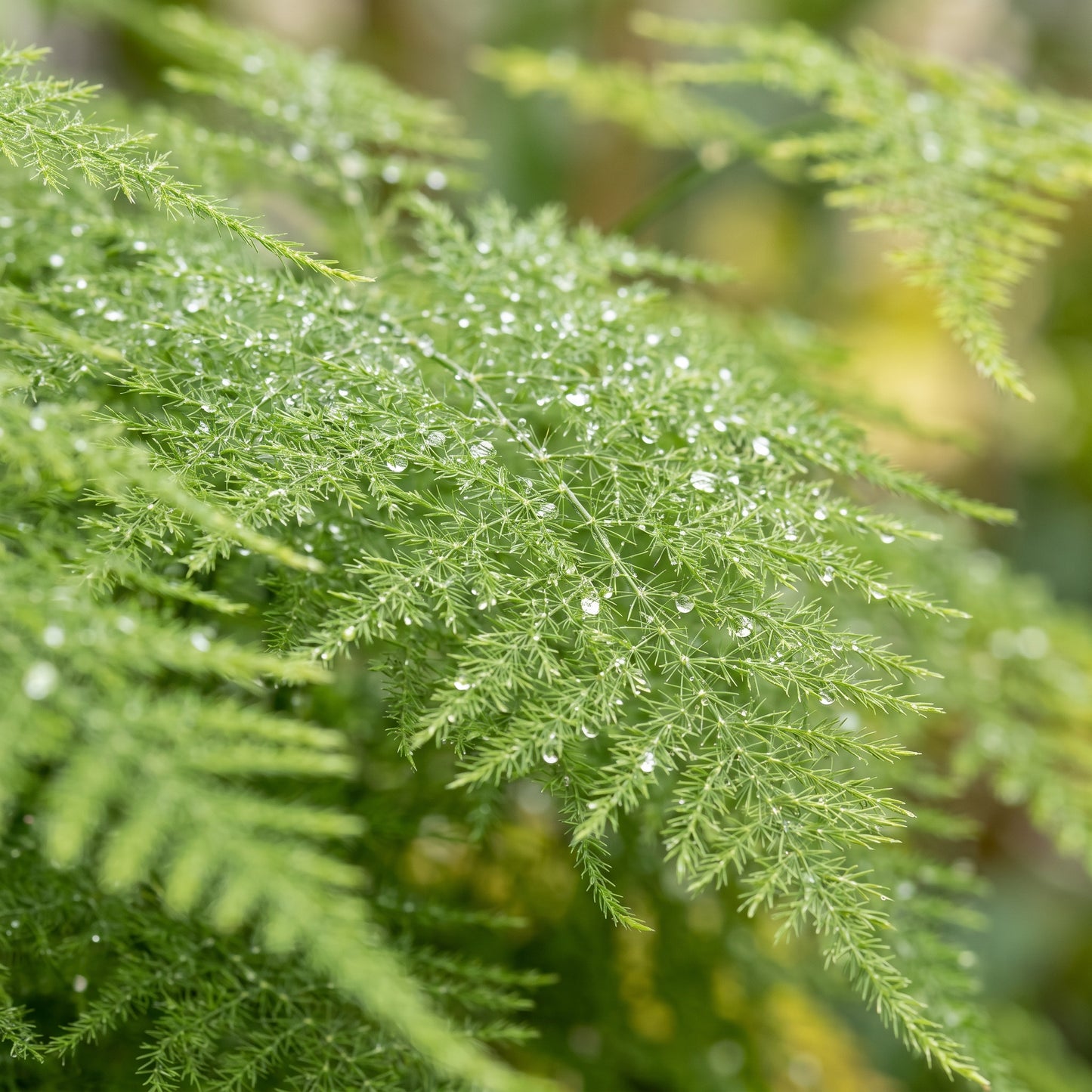 Asparagus Fern Seeds for Containers