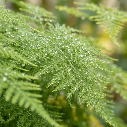 Asparagus Fern Seeds for Containers