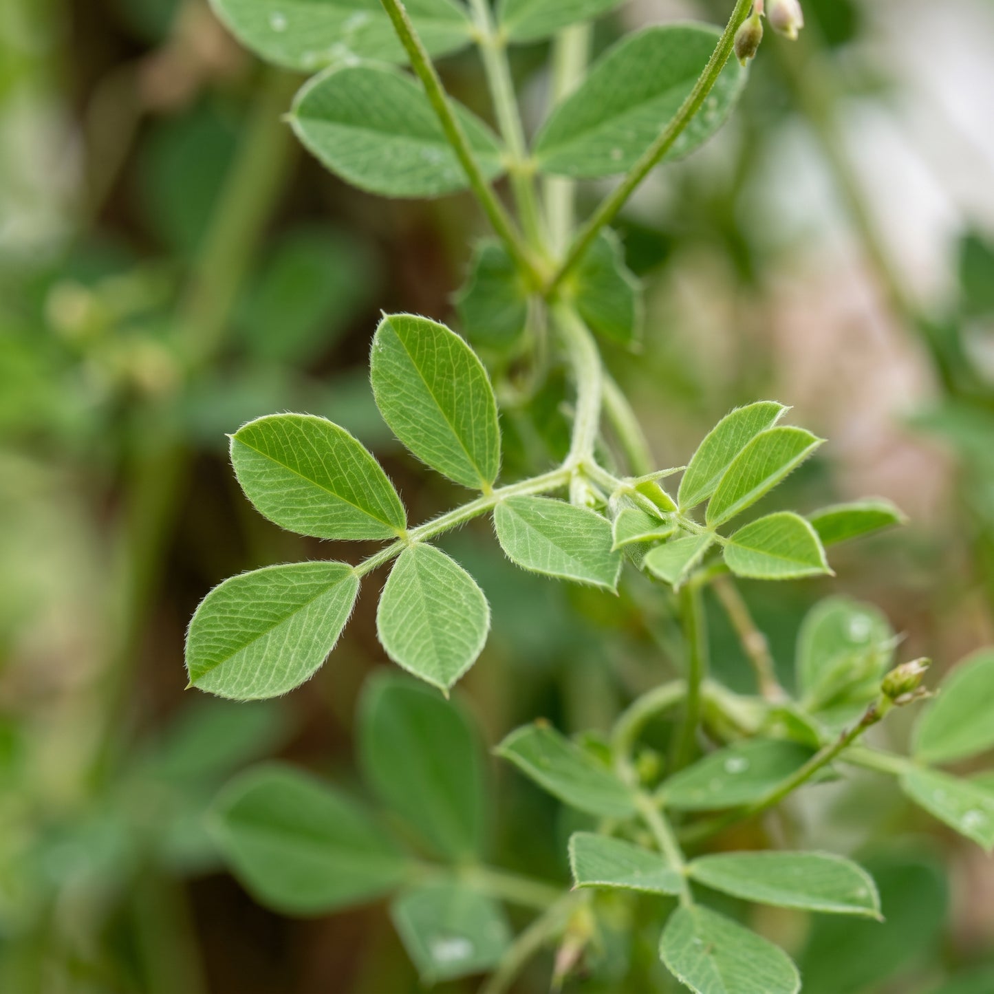 Asparagus Pea Seeds for Planting