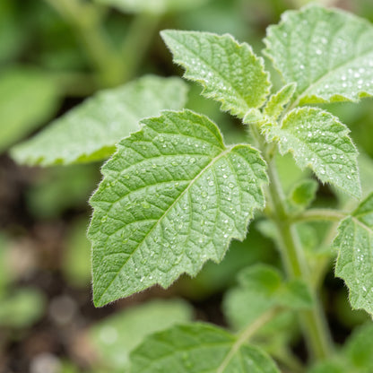Aunt Molly Ground Cherry Seeds (Physalis pruinosa) – Ground Cherry Fruit Seeds