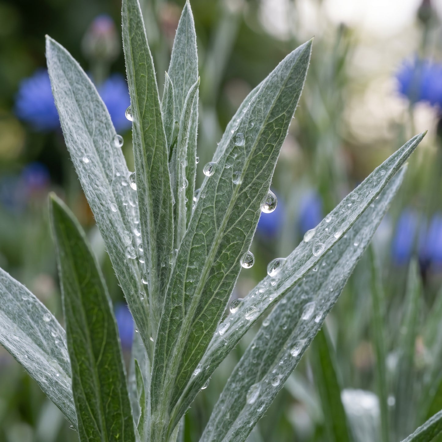 Dwarf Blue Bachelor Button Seeds (Centaurea cyanus) – Cornflower Flower Seeds
