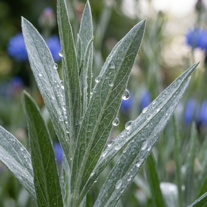 Dwarf Blue Bachelor Button Seeds (Centaurea cyanus) – Cornflower Flower Seeds