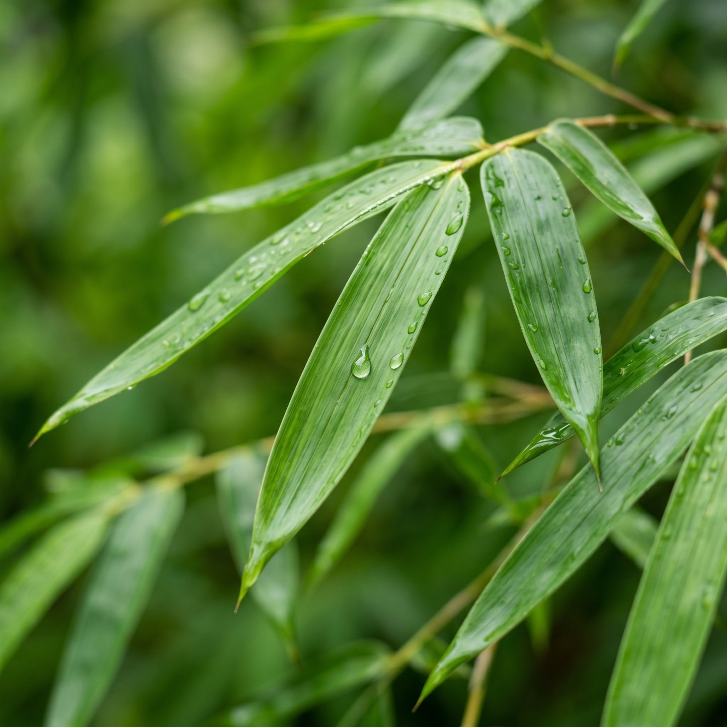 Bamboo Seeds (Bambusa oldhamii) – Clumping Bamboo Plant Seeds