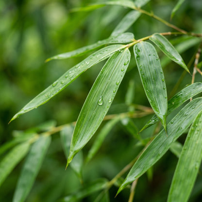 Bamboo Seeds (Bambusa oldhamii) – Clumping Bamboo Plant Seeds