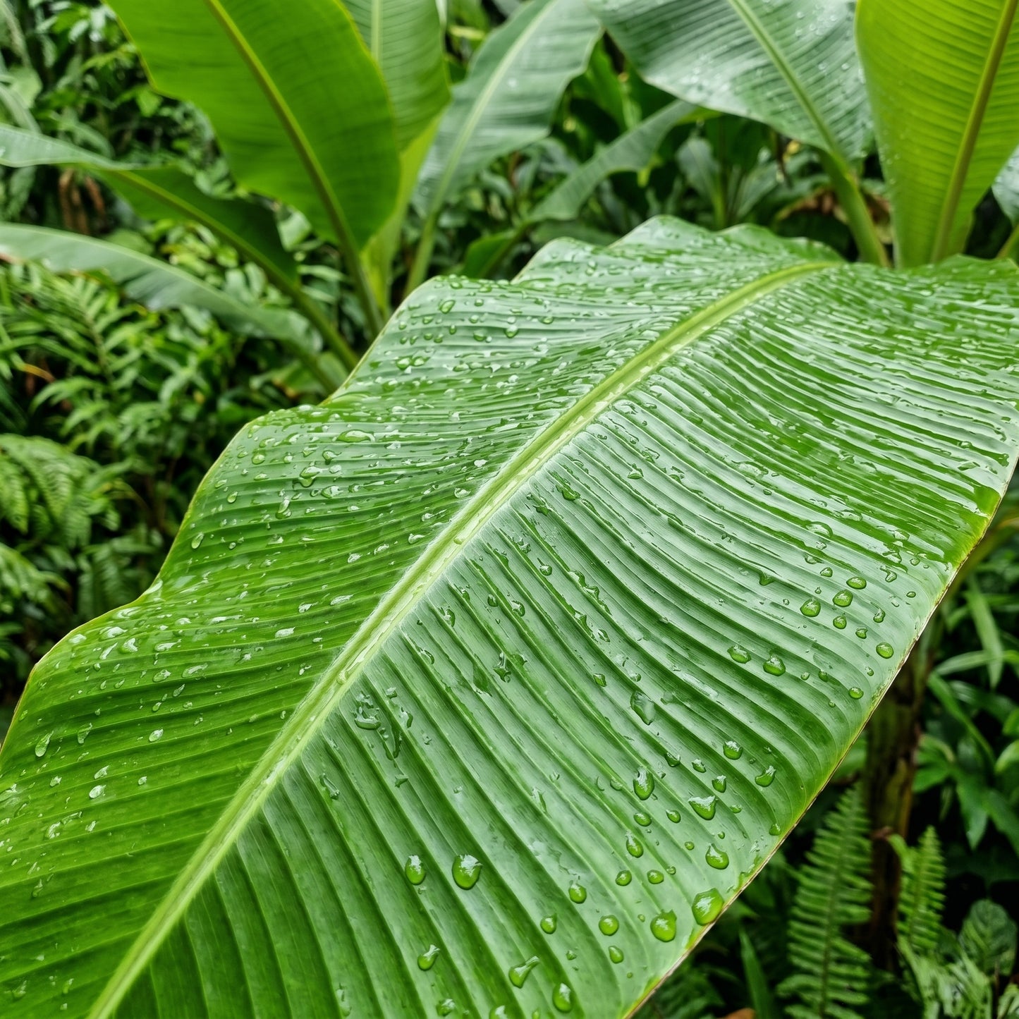 Banana Tree Seeds (Musa spp.) – Tropical Banana Plant Seeds