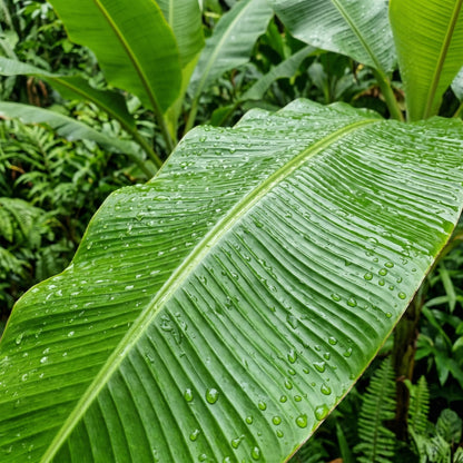 Banana Tree Seeds (Musa spp.) – Tropical Banana Plant Seeds