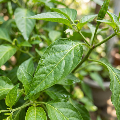 Chilli Bangalore Whippet’s Tail Seeds – Chilli Seeds for Home Garden