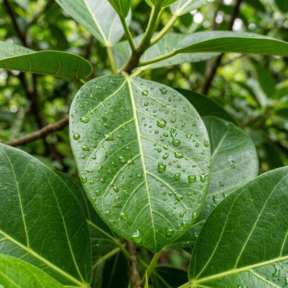 Rubber Banyan Seeds (Ficus benghalensis) – Banyan Tree Seeds