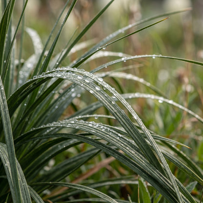 Bear Grass Seeds (Xerophyllum tenax) – Ornamental Bear Grass Seeds