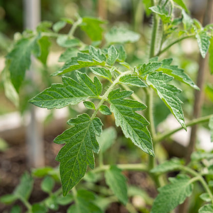 Better Boy Tomato Seeds – Hybrid Tomato Seeds for Home Garden