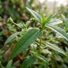 Eclipta Prostrata Seeds – Bhringraj Ayurvedic Herb Seeds