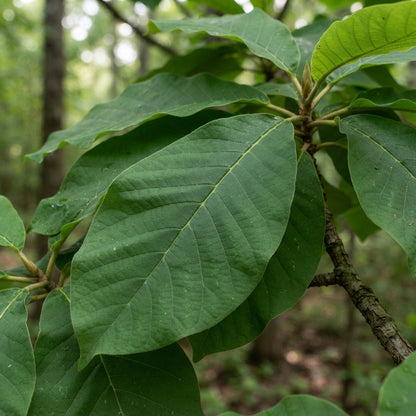 Big Leaf Magnolia Seeds for Planting