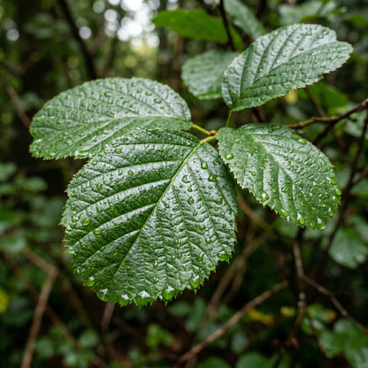 Black Alder Seeds (Alnus glutinosa) – Alder Tree Seeds