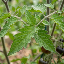 Black Tomato Seeds – Heirloom Tomato Seeds for Home Garden