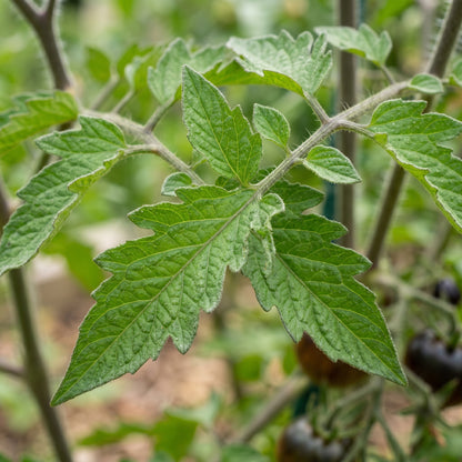 Black Tomato Seeds – Heirloom Tomato Seeds for Home Garden