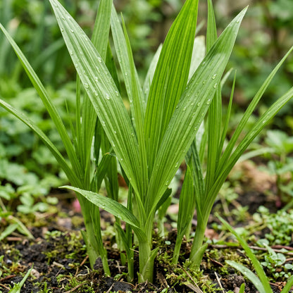 Bletilla Striata Seeds – Orchid Flower Plant