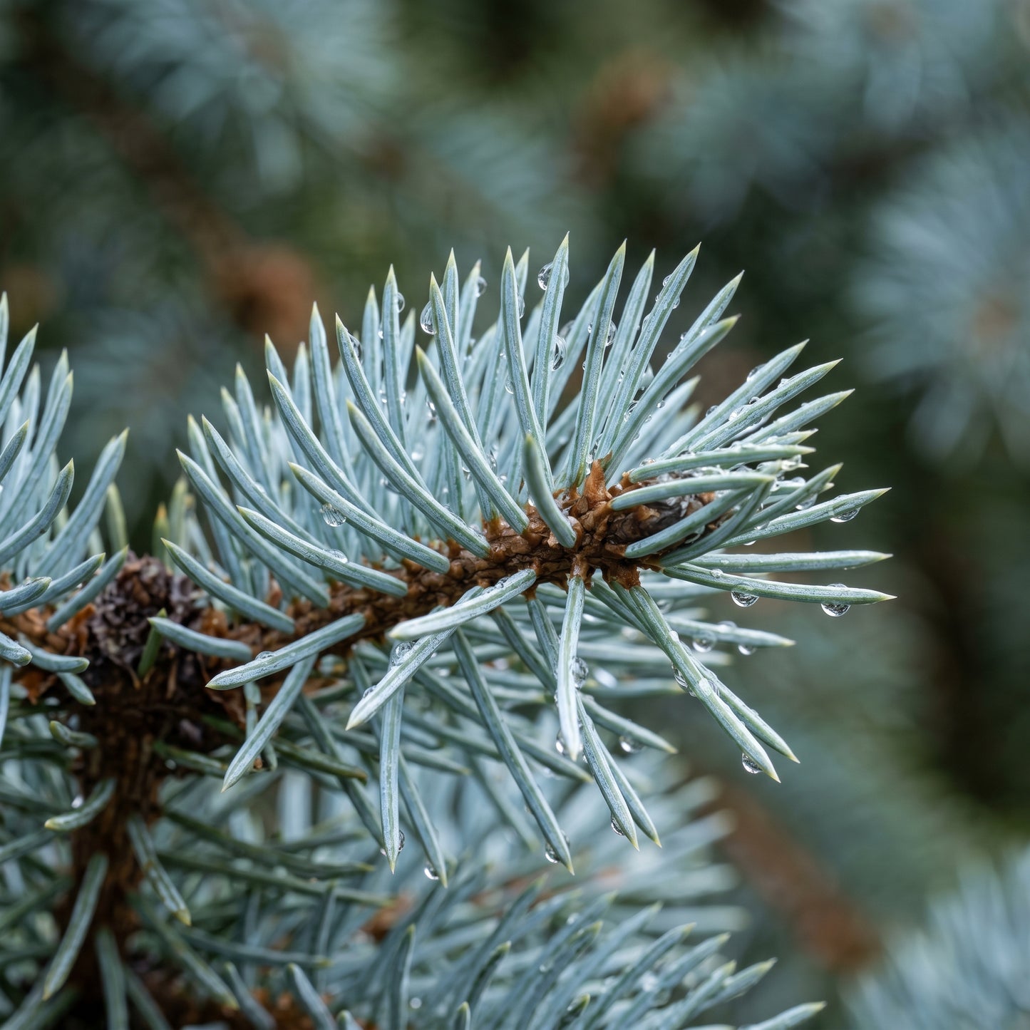 Blue Spruce Bonsai Tree Seeds for Planting