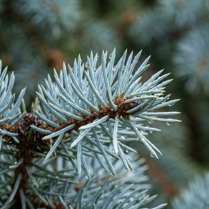 Blue Spruce Bonsai Tree Seeds for Planting