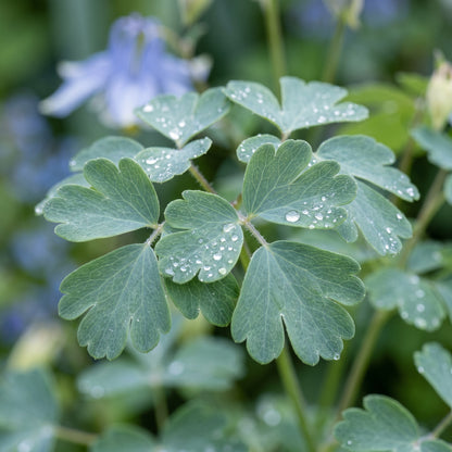 Blue Star Columbine Seeds (Aquilegia caerulea) – Columbine Flower Seeds