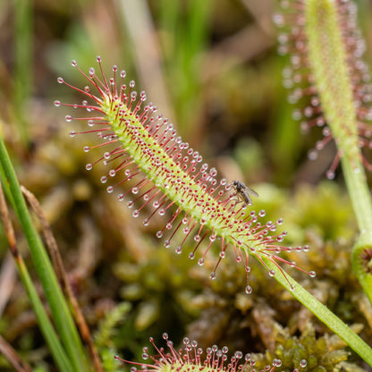 Blue Sundew Seeds (Drosera capensis) – Carnivorous Sundew Plant Seeds