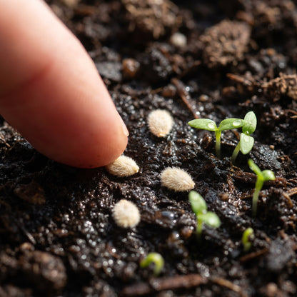 Blue Beauty Tomato Seeds for Planting