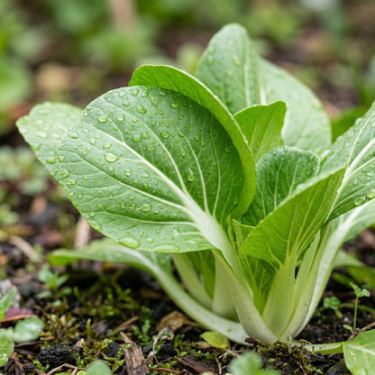 Bok Choy Seeds – Pak Choi Vegetable Plant
