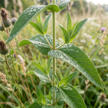 Boneset Eupatorium Perfoliatum Meadow Seeds