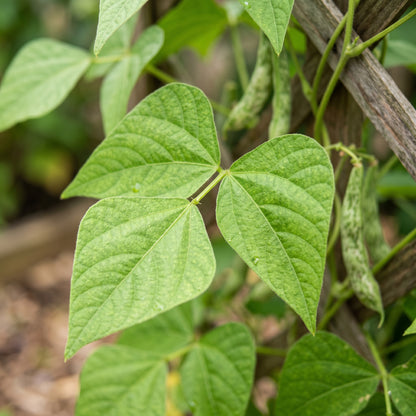 Borlotti Bean Seeds for Home Gardening
