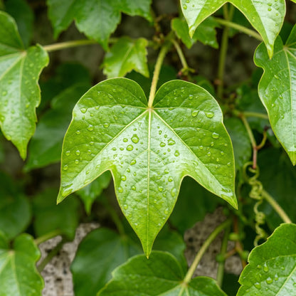 Climbing Ivy Seeds  – Boston Ivy Vine Seeds