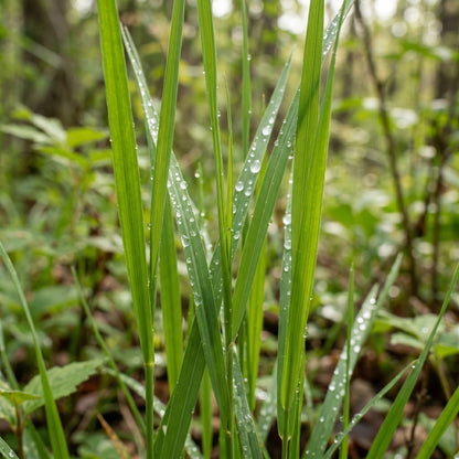 Bottlebrush Grass Seeds for Native Landscapes