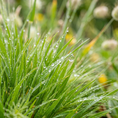 Bunny Tails Grass Seeds for Gardens