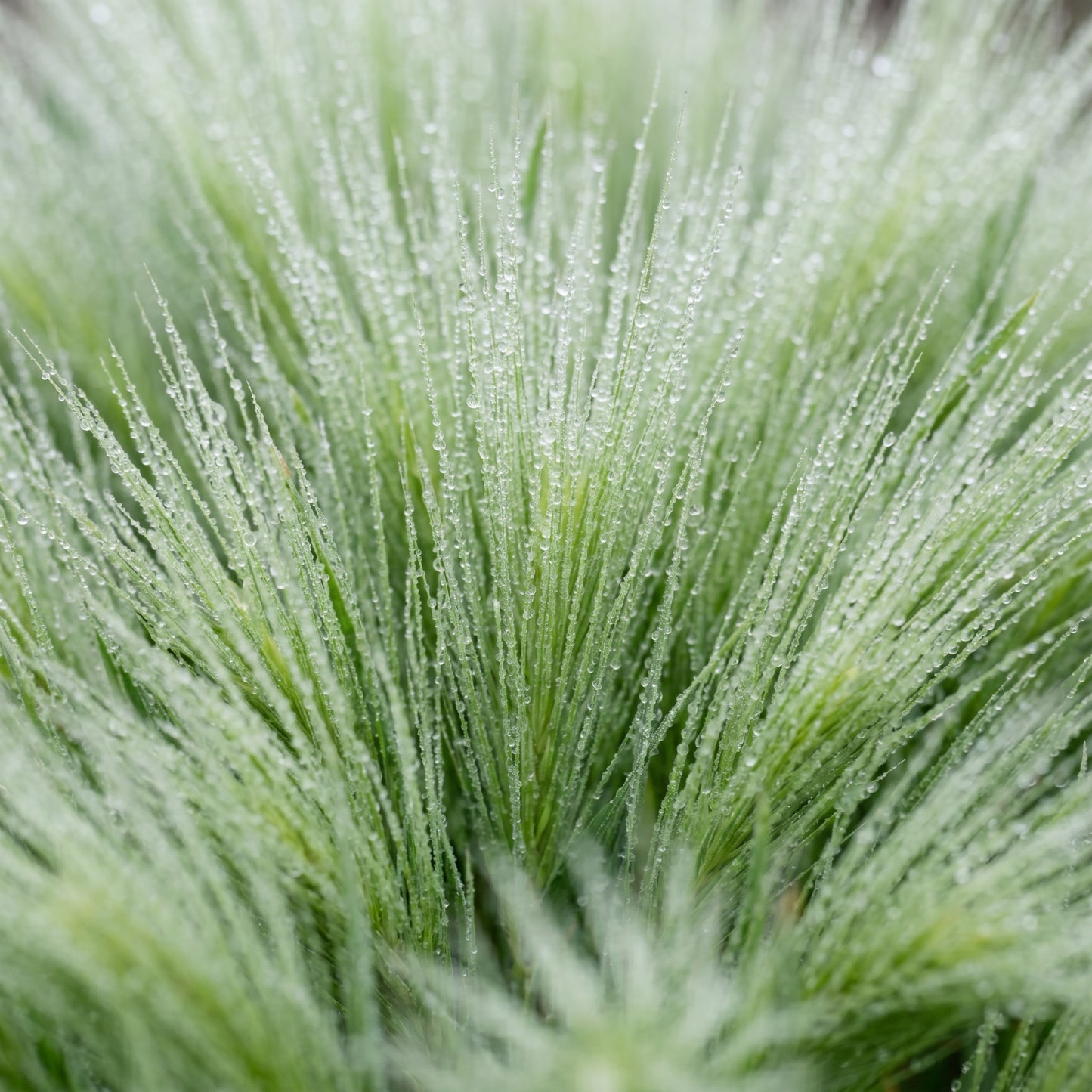Bunny Tails Grass Seeds for Gardens