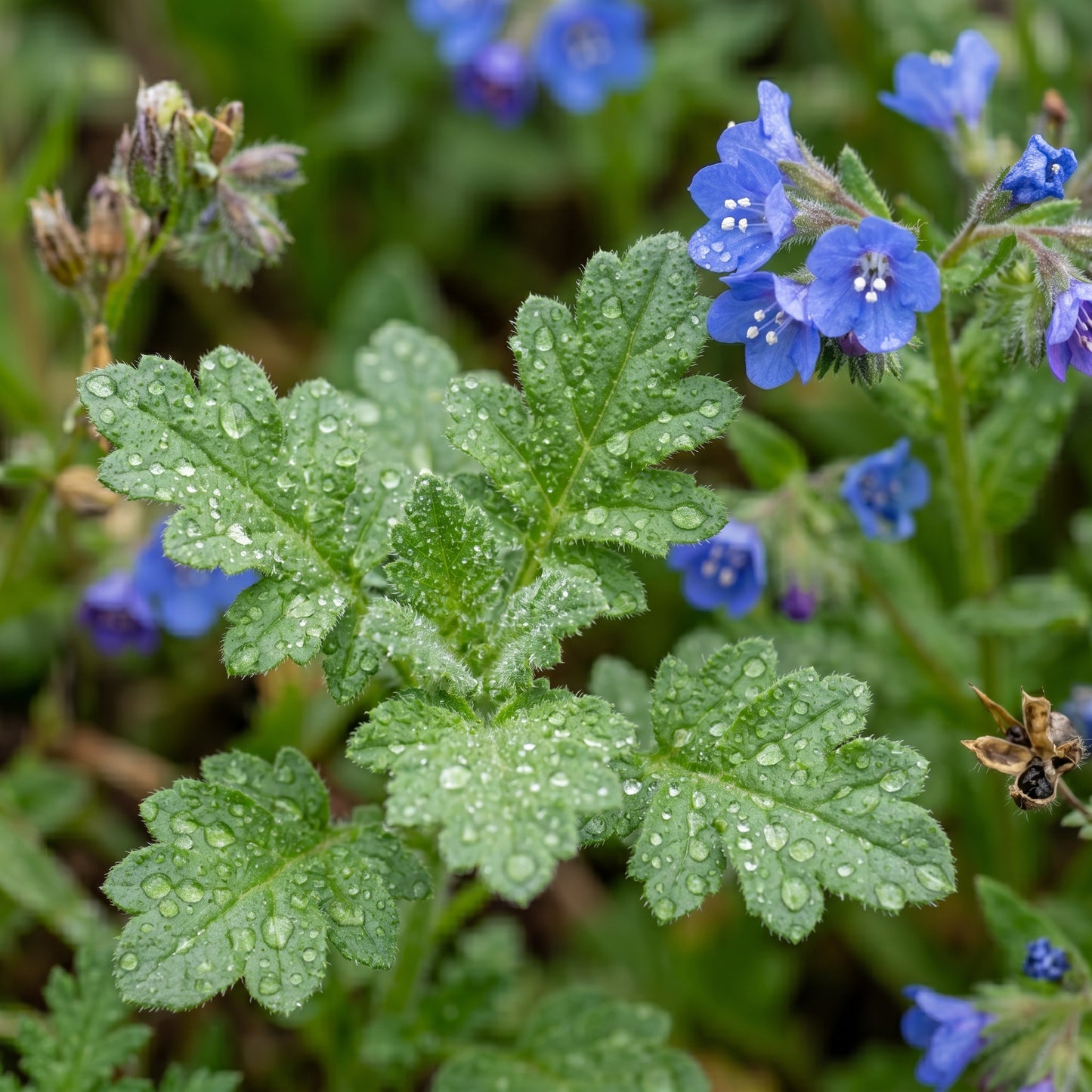 California Bluebells Seeds – Wildflower Garden Plant