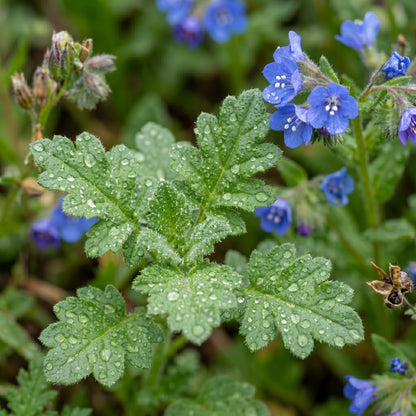 California Bluebells Seeds – Wildflower Garden Plant