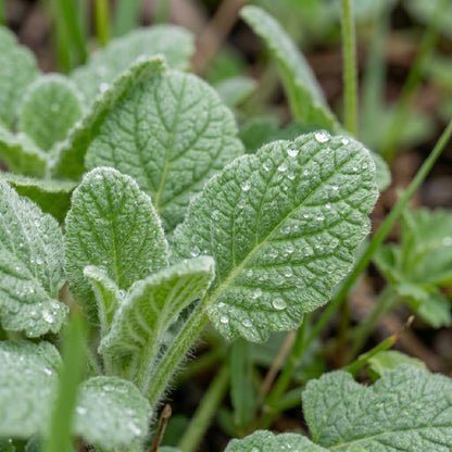 California Bluebell Seeds for Pollinator Garden Borders