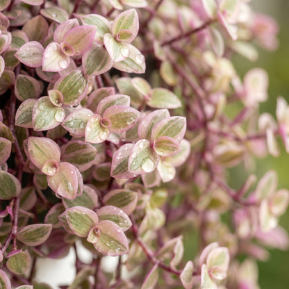 Callisia Repens Pink Lady Plant – Turtle Vine Indoor Foliage Plant