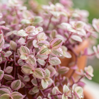 Callisia Repens Pink Lady Plant – Turtle Vine Indoor Foliage Plant