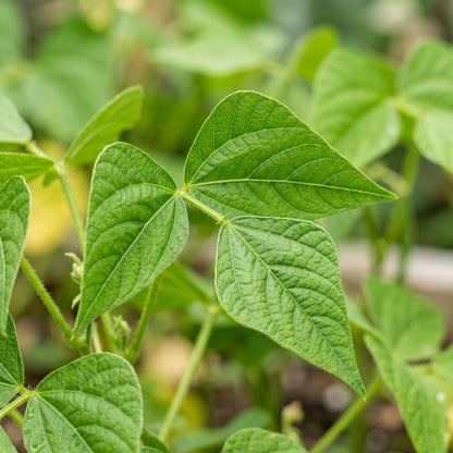 Calypso Bean Seeds for Planting