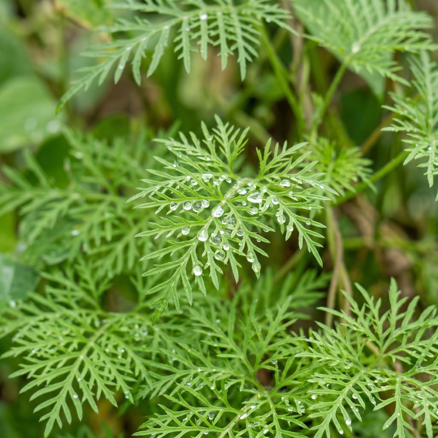 Cardinal Climber Seeds (Ipomoea quamoclit) – Cypress Vine Flower Seeds