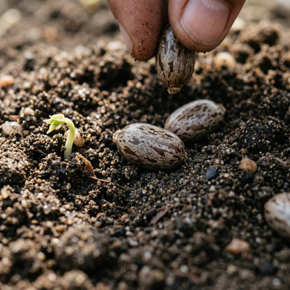 Cassava Tree Seeds for Planting