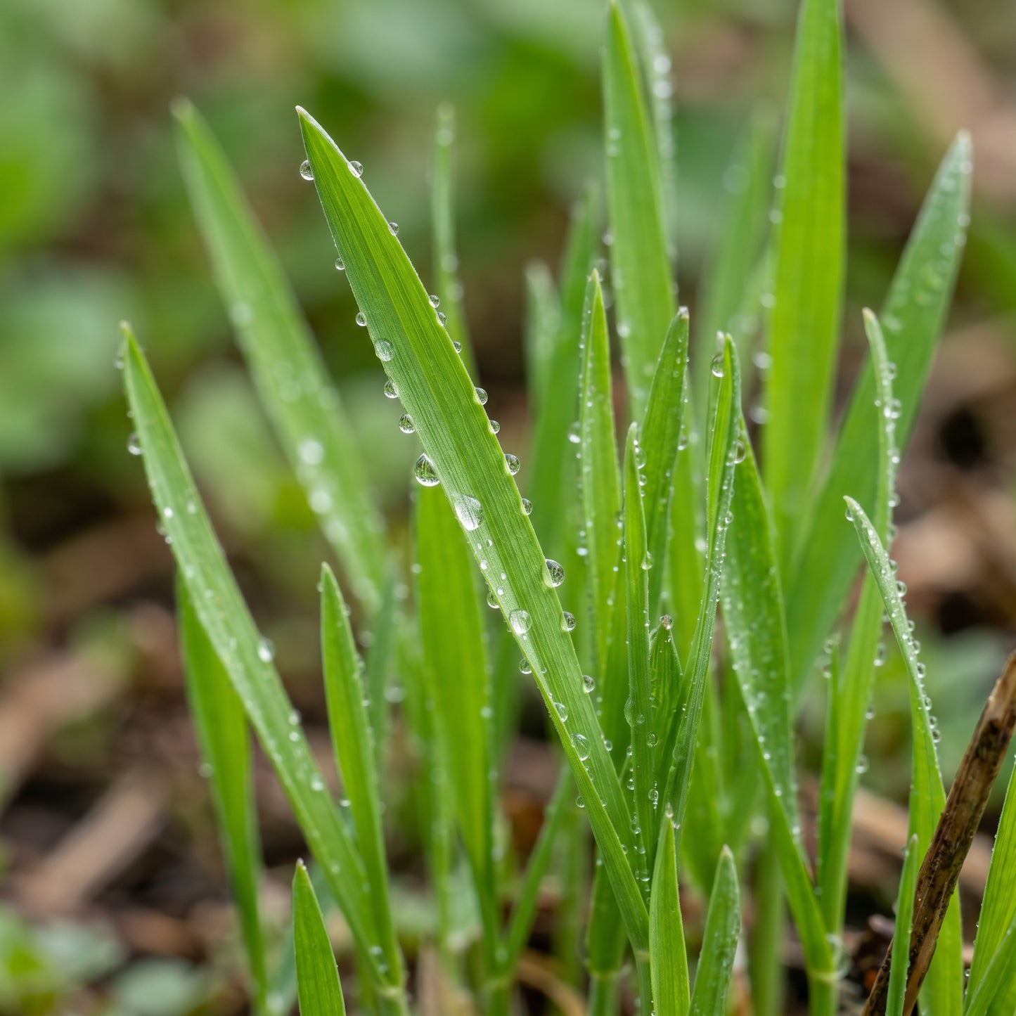 Cat Grass Seeds – Oat Grass Seeds for Pet Grass Growing