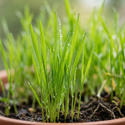 Cat Grass Seeds – Oat Grass Seeds for Pet Grass Growing