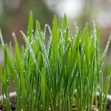 Cat Grass Seeds – Oat Grass Seeds for Pet Grass Growing