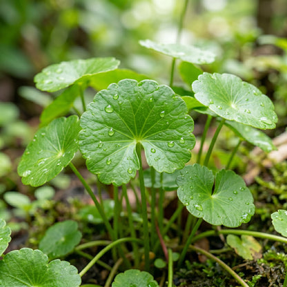 Centella Seeds – Gotu Kola Herb Plant
