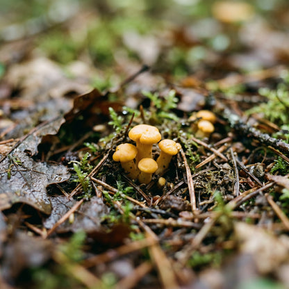 Chanterelle Growing Spores for Indoor Cultivation